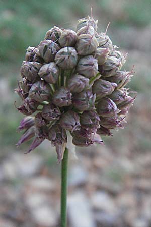 Allium ampeloprasum \ Sommer-Lauch / Wild Leek, Kroatien/Croatia Senj 16.7.2007