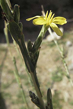 Lactuca viminea subsp. viminea \ Ruten-Lattich / Pliant Lettuce, Kroatien/Croatia Senj 18.7.2007