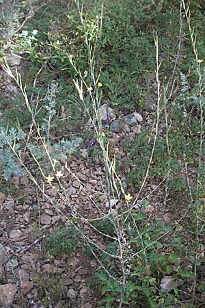 Lactuca viminea subsp. viminea \ Ruten-Lattich, Kroatien Senj 18.7.2007