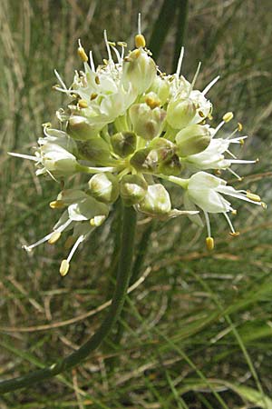 Allium ericetorum \ Gelblichweier Lauch / Heath Garlic, Kroatien/Croatia Gola Plješevica 18.7.2007
