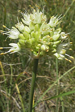 Allium ericetorum \ Gelblichweier Lauch / Heath Garlic, Kroatien/Croatia Gola Plješevica 18.7.2007