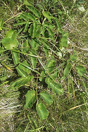 Laserpitium latifolium \ Breitblttriges Laserkraut / Broad-Leaved Sermountain, Kroatien/Croatia Gola Plješevica 18.7.2007