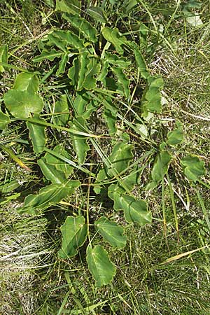 Laserpitium latifolium / Broad-Leaved Sermountain, Croatia Gola Plješevica 18.7.2007