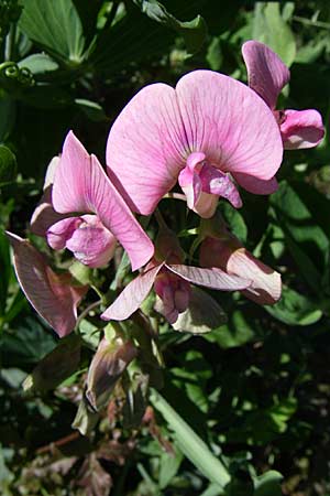 Lathyrus latifolius \ Breitblttrige Platterbse / Broad-Leaved Everlasting Pea, Kroatien/Croatia Donji Budački 31.5.2008