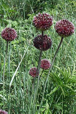 Allium atroviolaceum \ Schwarzviolett-Lauch / Broadleaf Wild Leek, Kroatien/Croatia Knin 2.6.2008