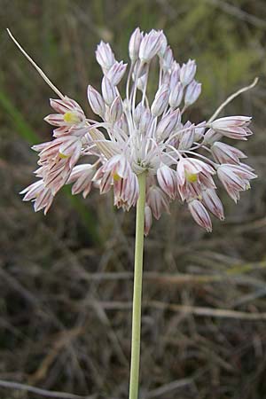 Allium tenuiflorum / Slender Garlic, Croatia Šibenik 2.6.2008