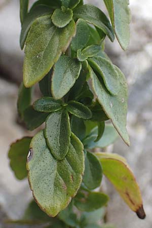 Micromeria thymifolia \ Balkan-Steinminze, Schein-Quendel / Thyme-Leaved Savory, Kroatien/Croatia Učka 12.8.2016