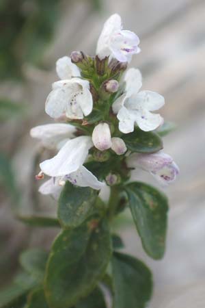 Micromeria thymifolia \ Balkan-Steinminze, Schein-Quendel, Kroatien Učka 12.8.2016