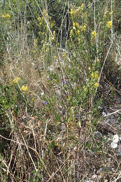 Linaria angustissima \ Italienisches Leinkraut / Narrow-Leaved Toadflax, Kroatien/Croatia Sveti Juray 18.8.2016
