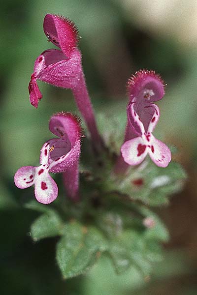 Lamium amplexicaule \ Stngelumfassende Taubnessel, Kroatien Šibenik 8.4.2006