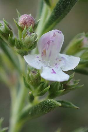 Satureja montana \ Winter-Bohnenkraut, Karst-Bergminze / Winter Savory, Kroatien/Croatia Velebit 18.8.2016