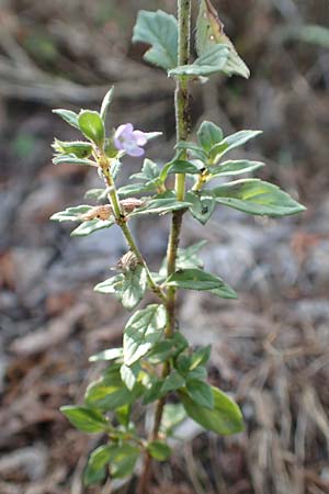 Clinopodium alpinum \ Alpen-Steinquendel, Alpen-Bergminze / Alpine Calamint, Kroatien/Croatia Velebit 18.8.2016