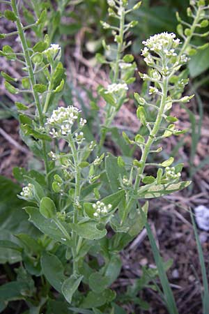 Lepidium campestre \ Feld-Kresse / Field Pepperwort, Kroatien/Croatia Donji Budački 31.5.2008