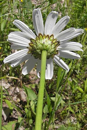 Leucanthemum heterophyllum \ Verschiedenblttrige Margerite / Variousleaf Ox-Eye Daisy, Kroatien/Croatia Učka 28.6.2010