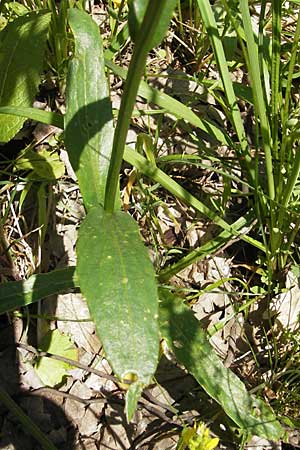 Leucanthemum heterophyllum \ Verschiedenblttrige Margerite / Variousleaf Ox-Eye Daisy, Kroatien/Croatia Učka 28.6.2010