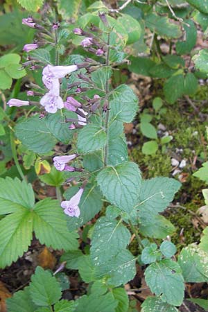 Clinopodium menthifolium subsp. menthifolium / Wood Calamint, Croatia Velebit 18.8.2016