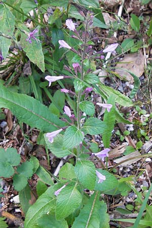 Clinopodium menthifolium subsp. menthifolium \ Wald-Bergminze / Wood Calamint, Kroatien/Croatia Velebit 18.8.2016