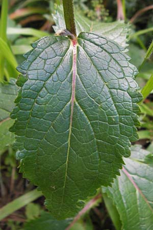 Clinopodium menthifolium subsp. menthifolium \ Wald-Bergminze / Wood Calamint, Kroatien/Croatia Velebit 18.8.2016