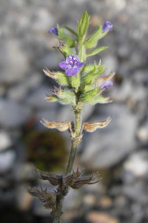 Clinopodium alpinum / Alpine Calamint, Croatia Velebit 18.8.2016