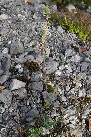 Clinopodium alpinum / Alpine Calamint, Croatia Velebit 18.8.2016