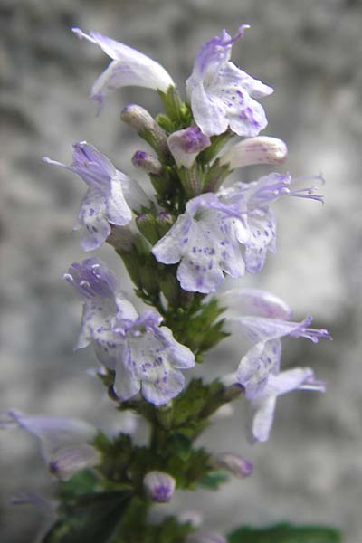 Clinopodium einseleanum \ sterreicher Bergminze, Kroatien Velebit 19.8.2016