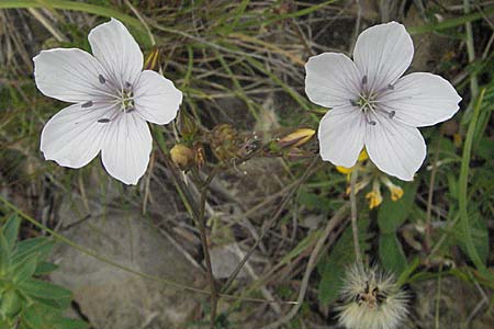 Linum tenuifolium \ Schmalblttriger Lein, Kroatien Istrien, Gračišće 27.5.2006