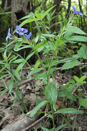 Lithospermum purpurocaeruleum \ Blauroter Steinsame / Purple Gromwell, Kroatien/Croatia Istrien/Istria, Gračišće 27.5.2006