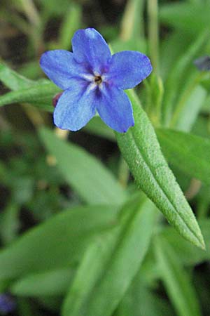 Lithospermum purpurocaeruleum / Purple Gromwell, Croatia Istria, Gračišće 27.5.2006