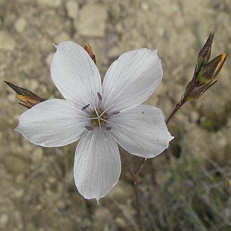 Linum tenuifolium \ Schmalblttriger Lein / Narrow-Leaved Flax, Kroatien/Croatia Istrien/Istria, Gračišće 27.5.2006