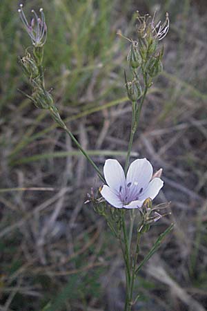 Linum tenuifolium \ Schmalblttriger Lein / Narrow-Leaved Flax, Kroatien/Croatia Senj 16.7.2007