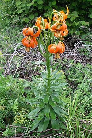 Lilium carniolicum subsp. carniolicum \ Krainer Lilie, Kroatien Učka 6.6.2008