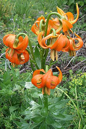 Lilium carniolicum subsp. carniolicum \ Krainer Lilie, Kroatien Učka 6.6.2008