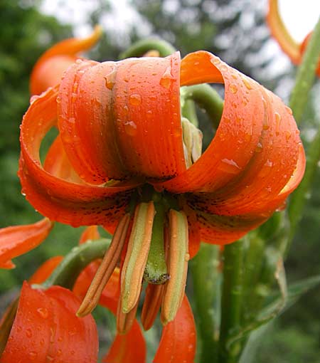 Lilium carniolicum subsp. carniolicum \ Krainer Lilie / Carniolan Lily, Kroatien/Croatia Učka 6.6.2008