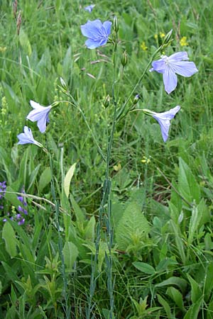 Linum narbonense \ Spanischer Lein / Narbonne Flax, Kroatien/Croatia Učka 6.6.2008