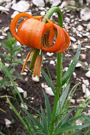 Lilium carniolicum subsp. carniolicum \ Krainer Lilie, Kroatien Učka 6.6.2008