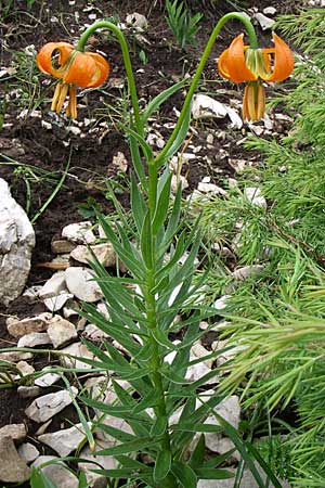 Lilium carniolicum subsp. carniolicum \ Krainer Lilie / Carniolan Lily, Kroatien/Croatia Učka 6.6.2008