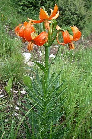 Lilium carniolicum subsp. carniolicum \ Krainer Lilie / Carniolan Lily, Kroatien/Croatia Učka 6.6.2008