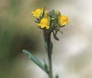 Linaria simplex \ Einfaches Leinkraut / Simple Toadflax, Kroatien/Croatia Korčula, Prizba 5.4.2006