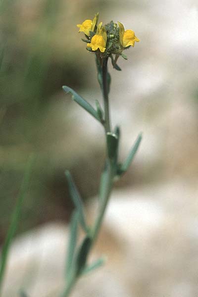 Linaria simplex \ Einfaches Leinkraut / Simple Toadflax, Kroatien/Croatia Korčula, Prizba 5.4.2006