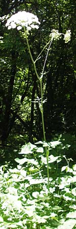 Laserpitium latifolium / Broad-Leaved Sermountain, Croatia Učka 28.6.2010