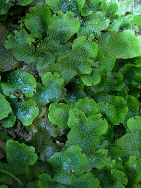 Conocephalum conicum \ Kegelkopf-Lebermoos / Scented Liverwort, Kroatien/Croatia Plitvička 1.6.2008