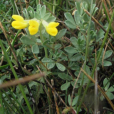 Lotus cytisoides \ Geikleeartiger Hornklee, Kroatien Istrien, Premantura 30.5.2006