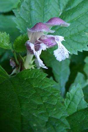 Lamium orvala \ Groe Taubnessel, Nesselknig, Kroatien Plitvička 1.6.2008