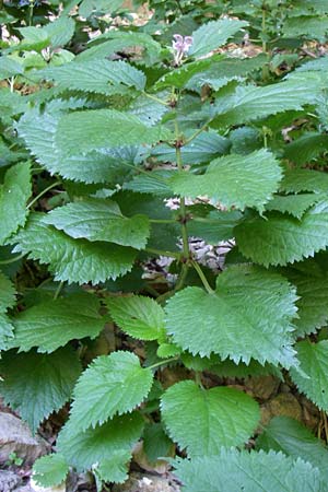 Lamium orvala \ Groe Taubnessel, Nesselknig / Balm-Leaved Archangel, Kroatien/Croatia Plitvička 1.6.2008