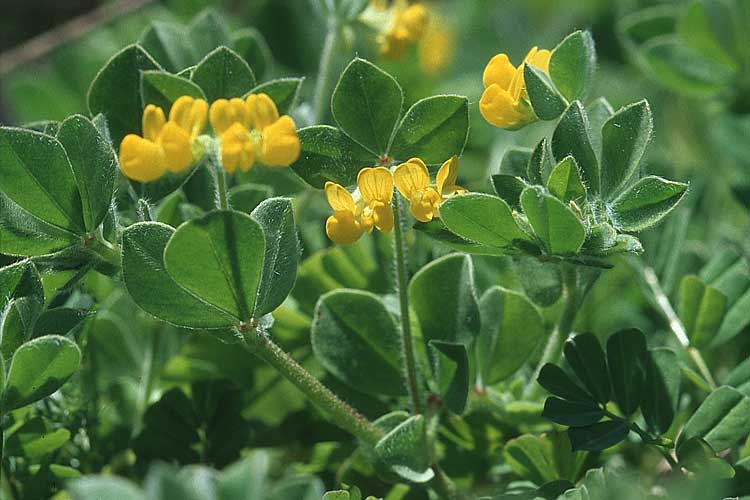 Lotus ornithopodioides, Clustered Bird's-Foot Trefoil