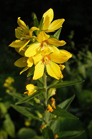 Lysimachia punctata \ Punktierter Gilb-Weiderich, Gold-Felberich, Kroatien Medvednica 18.7.2010