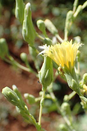 Lactuca sativa \ Kopfsalat / Lettuce, Kroatien/Croatia Istrien/Istria, Lovran 12.8.2016