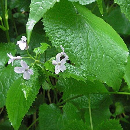 Lunaria rediviva / Perennial Honesty, Croatia Plitvička 3.6.2006