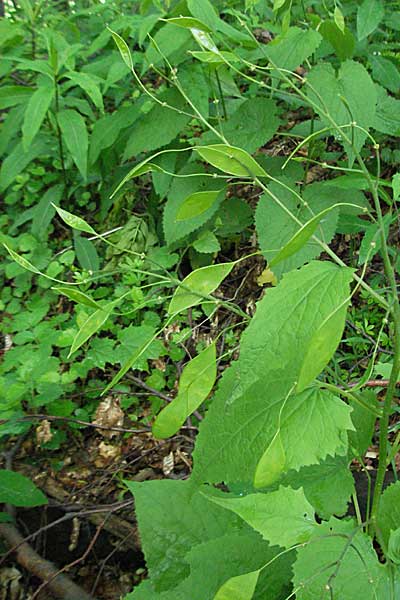 Lunaria rediviva \ Wildes Silberblatt, Wilde Mondviole / Perennial Honesty, Kroatien/Croatia Medvednica 5.6.2006