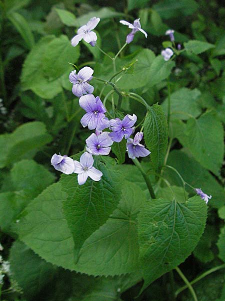 Lunaria rediviva / Perennial Honesty, Croatia Medvednica 5.6.2006